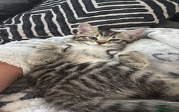 Mixed Breed cats for sale: 5 Month old kitten looking for a new home - Image 4