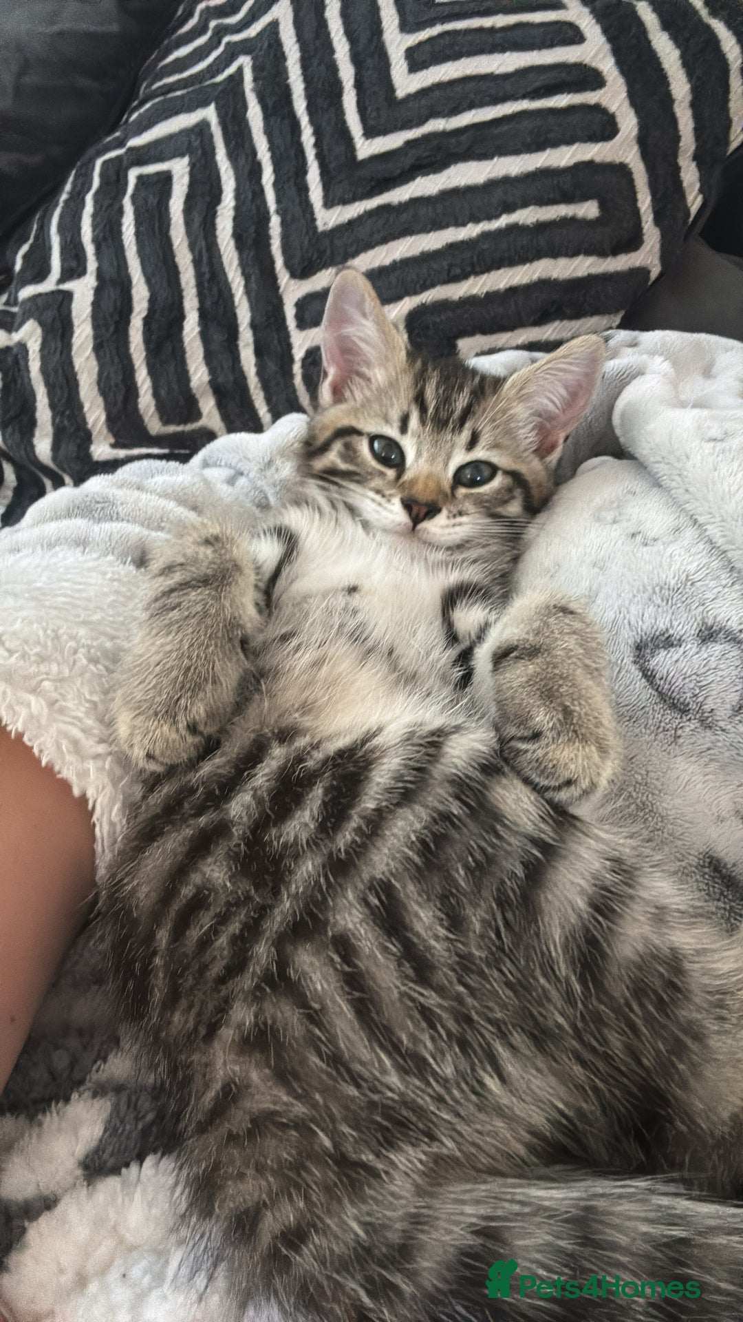 Mixed Breed cats for sale: 5 Month old kitten looking for a new home - Image 4
