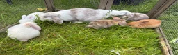 Lionhead rabbits for sale: 4 minilop babies & 1 lionlop girl  - Advert 14