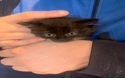 Ragdoll cats for sale: Ragdoll x - Image 4