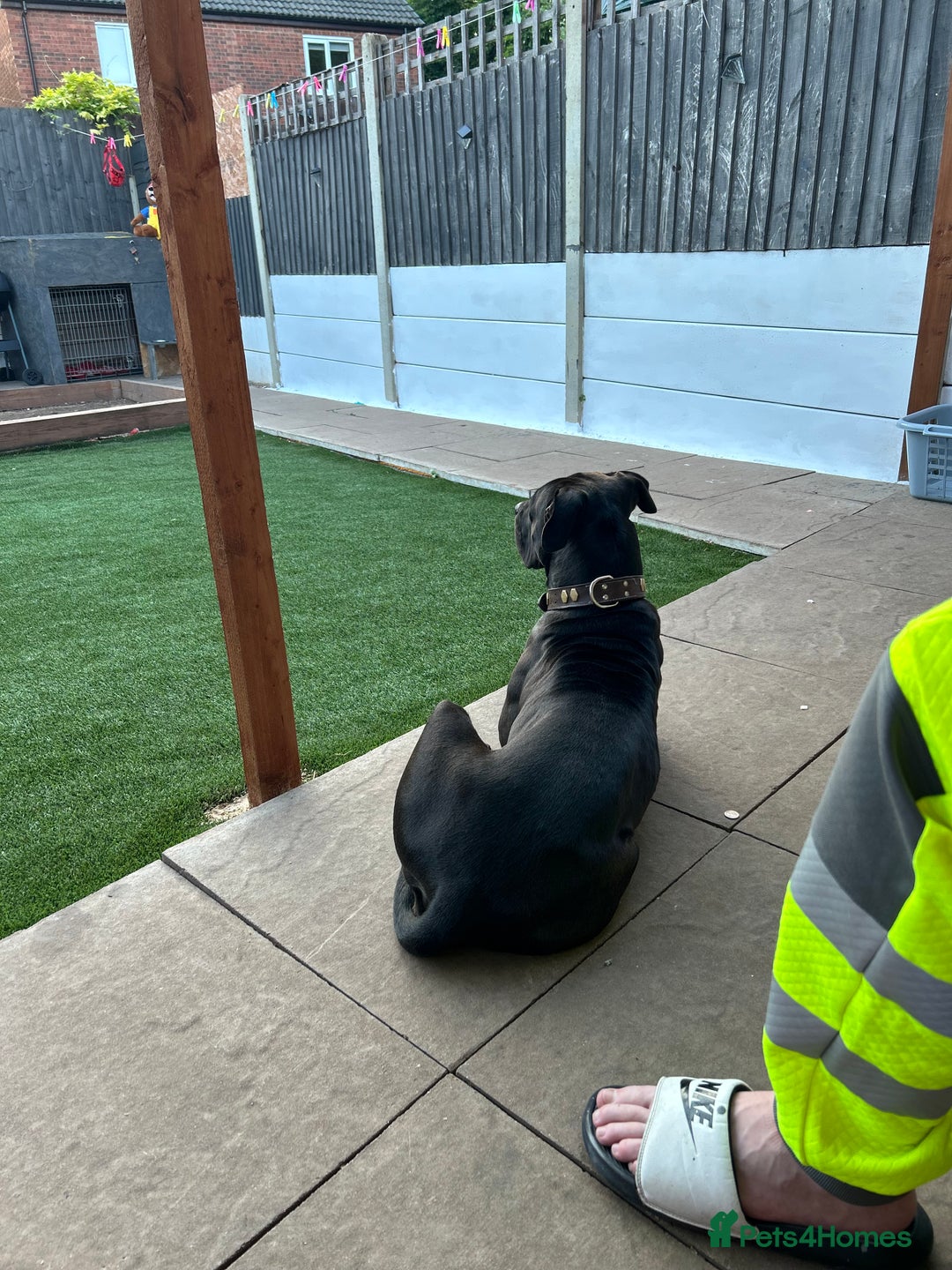 Mixed Breed dogs for sale: Ronnie  - Image 2