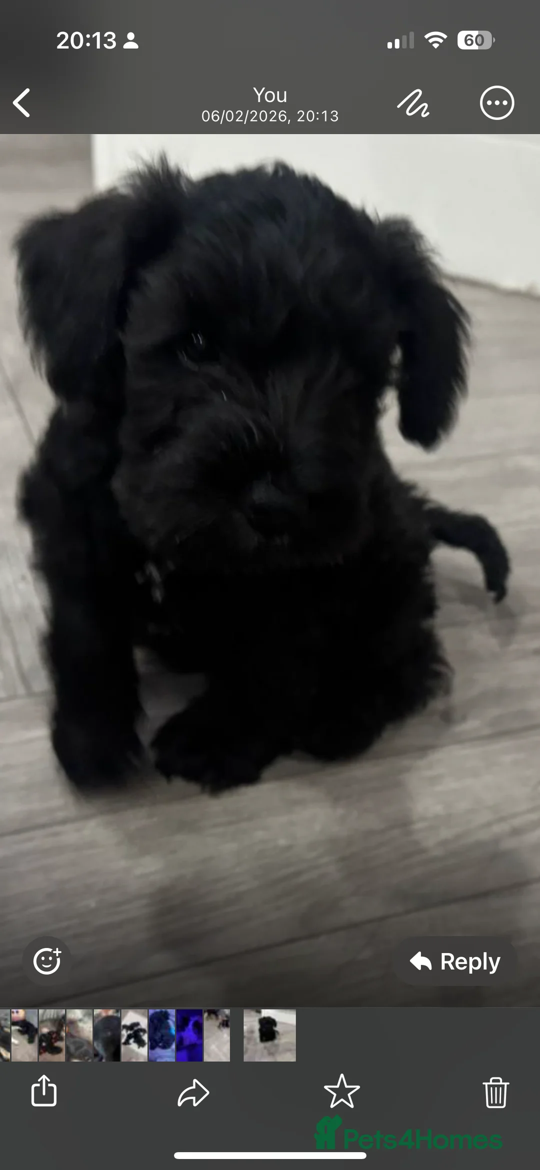 Miniature Schnauzer dogs for sale: Female Miniature Schnazuer Puppy 7 weeks old - Advert 2