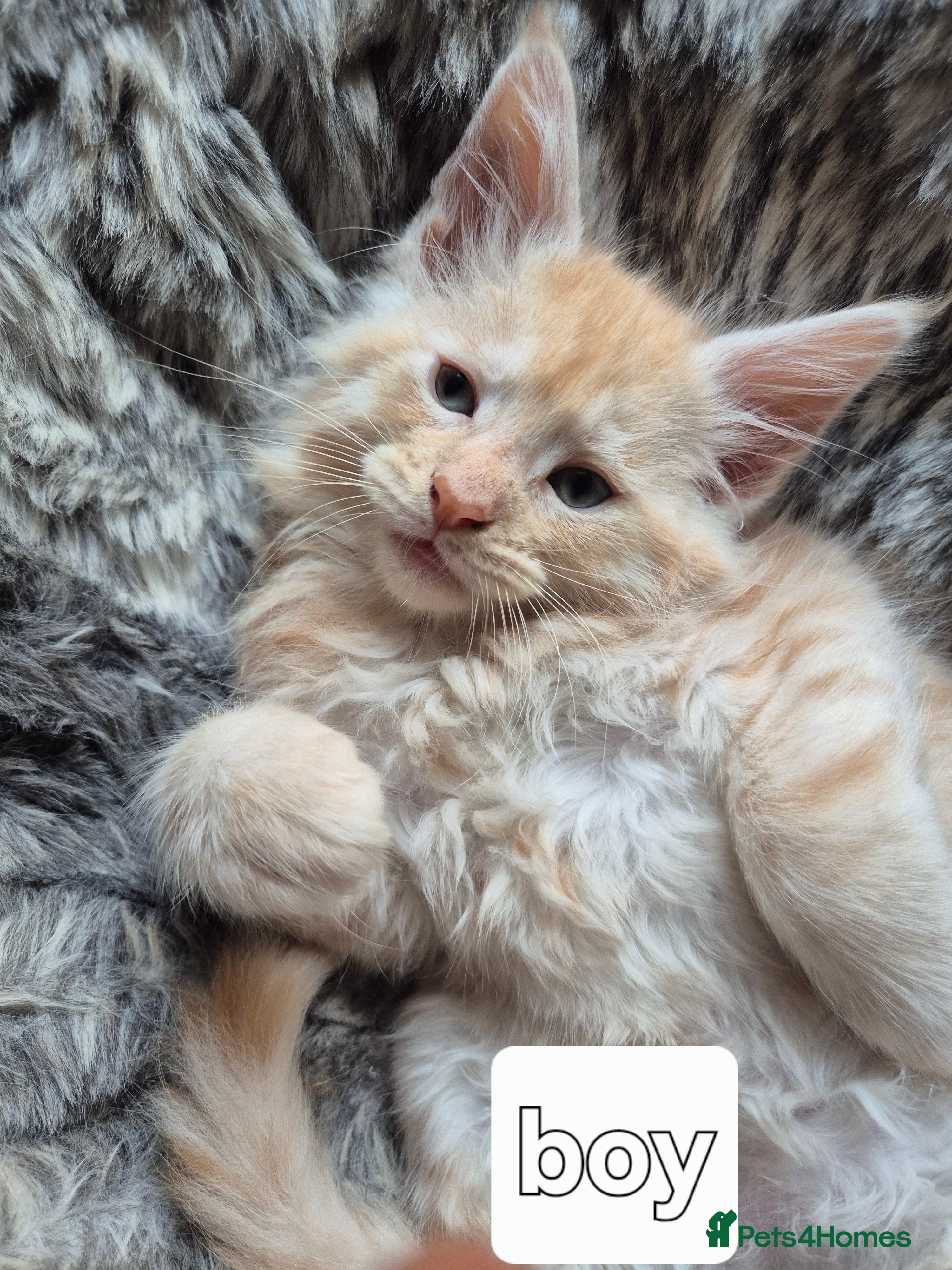 Maine Coon cats Mein Con - Advert 13