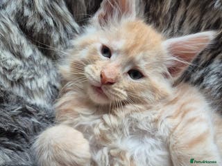 Maine Coon cats Mein Con - Advert 2