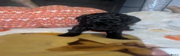 Toy Poodle dogs for sale: TOY POODLE PUPPIES FOR SALE  - Advert 2