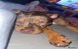 American Bulldog dogs for sale: 11 Month old Chocolate Tri Tweed Merel female - Image 5