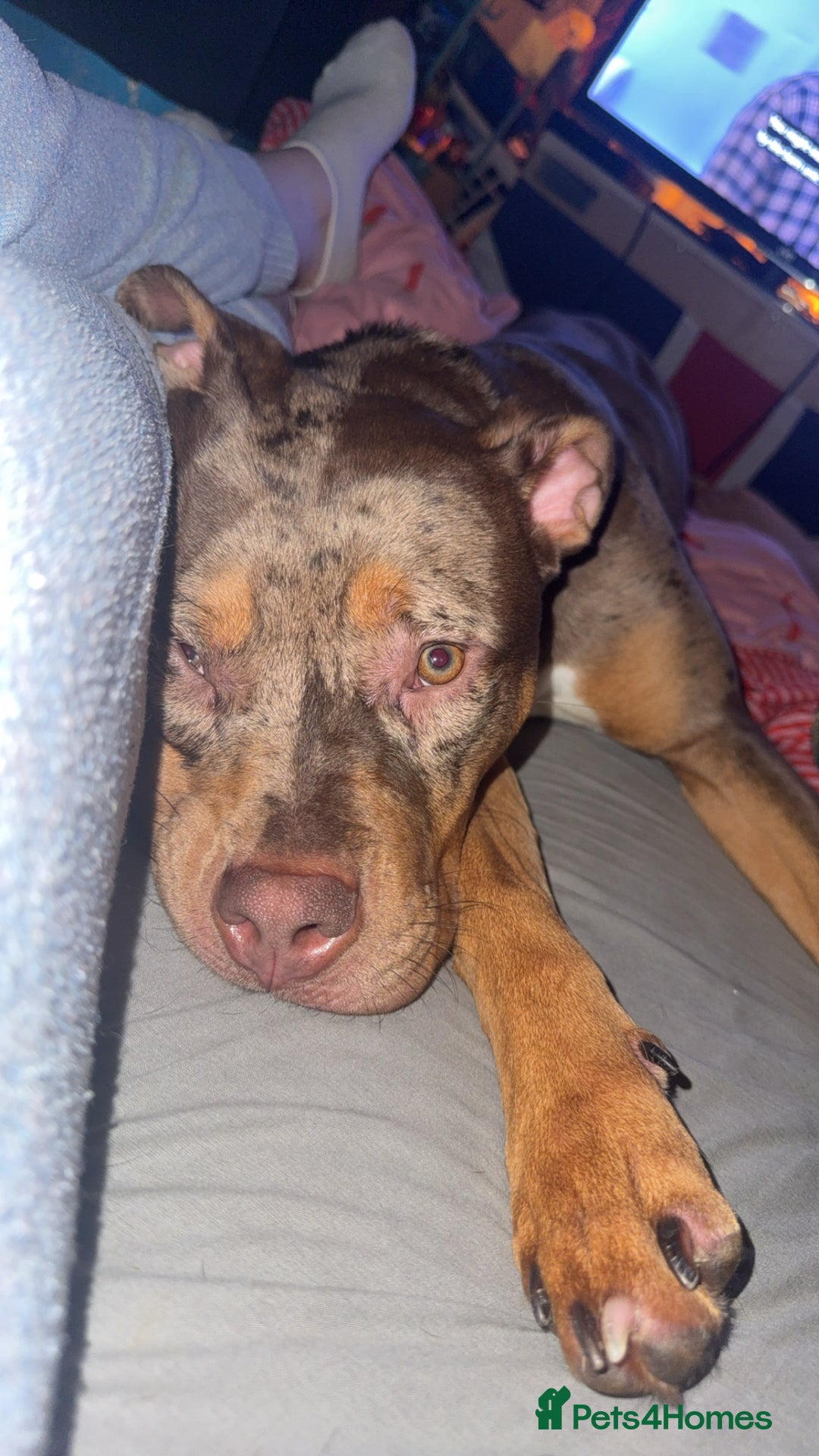 American Bulldog dogs for sale: 11 Month old Chocolate Tri Tweed Merel female - Image 5