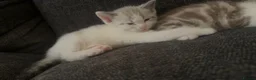 Mixed Breed cats for sale: Adorable Ragdoll Kittens  - Advert 5