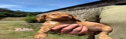 Cocker Spaniel dogs for sale: KC Registered Cocker Spaniel Puppies - Advert 8