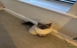 Ragdoll cats for sale: 5 year old Ragdoll cat - Image 2