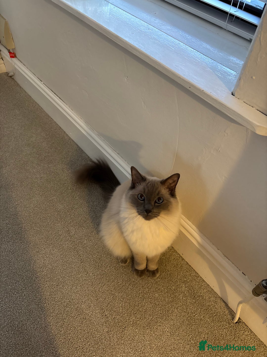 Ragdoll cats for sale: 5 year old Ragdoll cat - Image 2