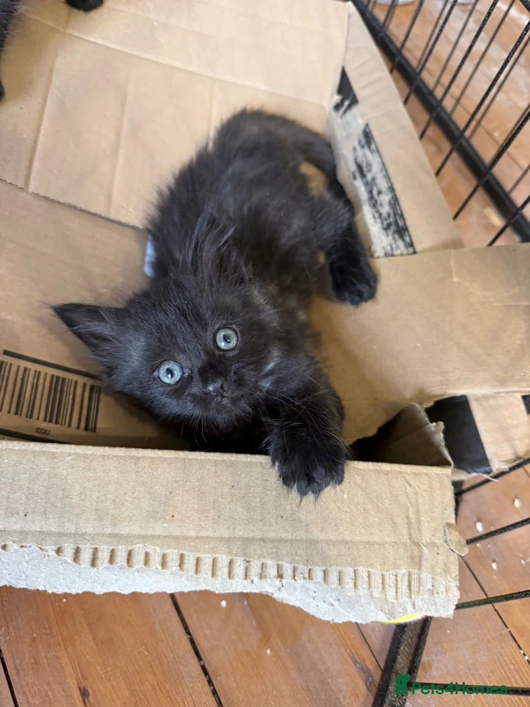 Maine Coon cats for sale: Mainecoon x Kittens - Advert 2