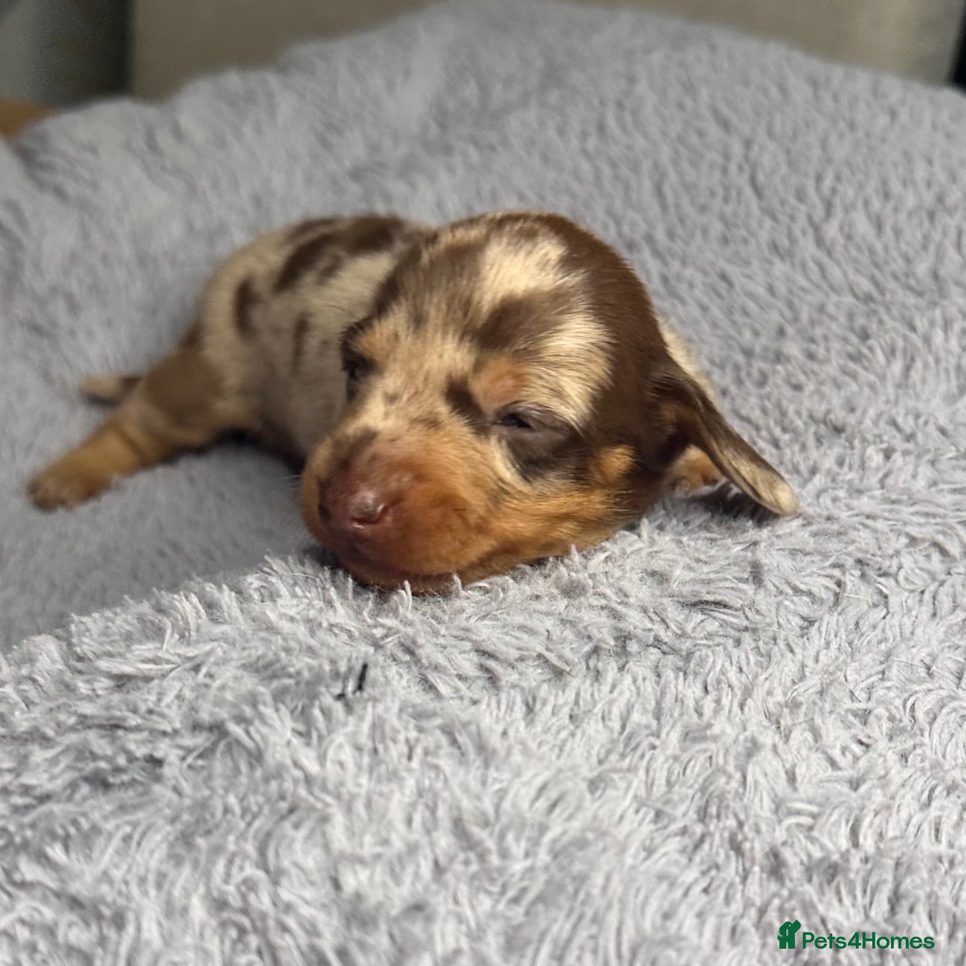 Miniature Dachshund dogs Miniature Dachshund KC Reg Puppies - Advert 2