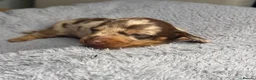 Miniature Dachshund dogs for sale: Miniature Dachshund KC Reg Puppies - Advert 2