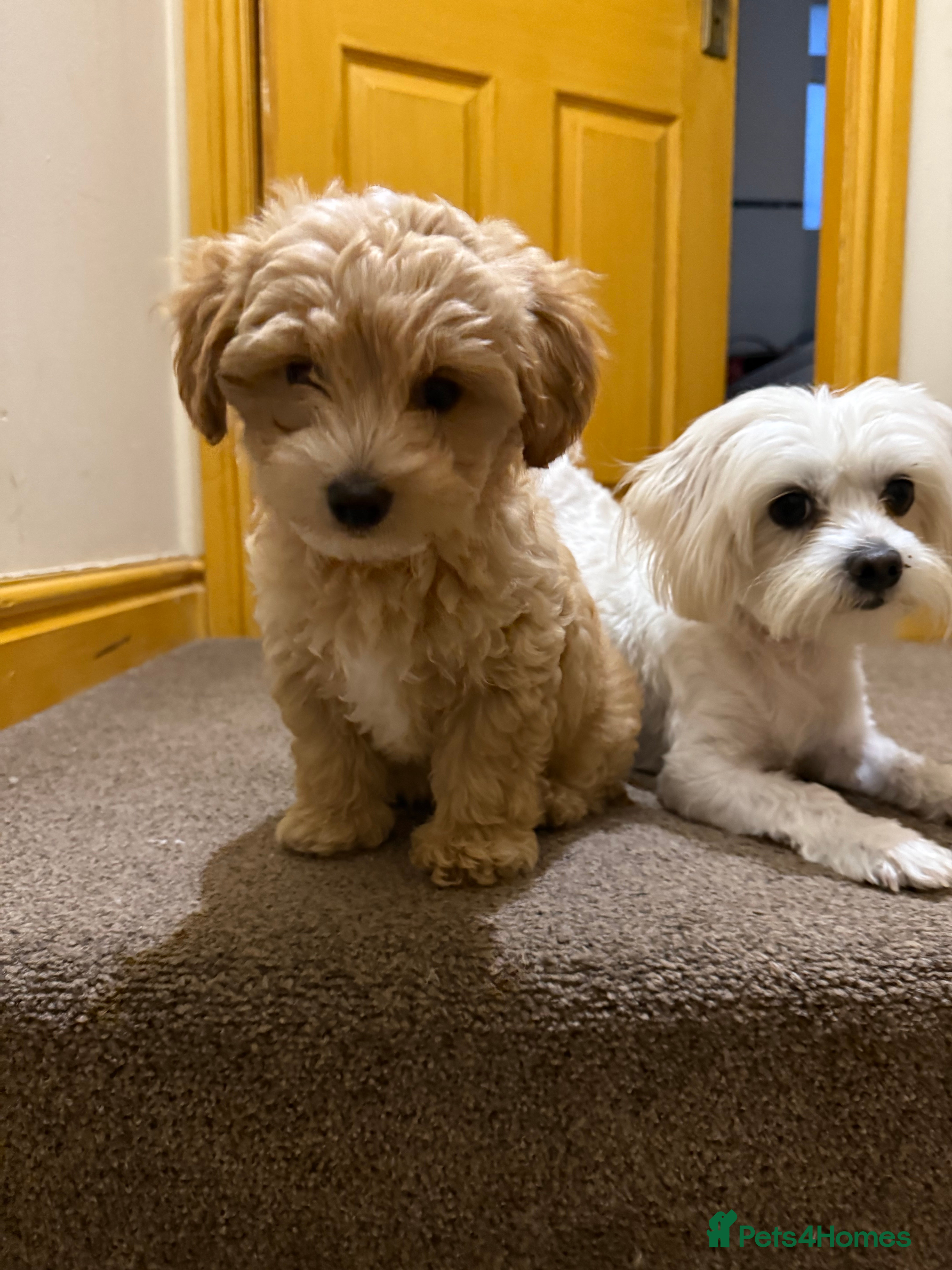 Maltipoo dogs Real life teddy bears f1 Maltipoo last 1!🐾🐶❤️💥 - Advert 15