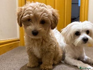 Maltipoo dogs Real life teddy bears f1 Maltipoo last 1!🐾🐶❤️💥 - Advert 15