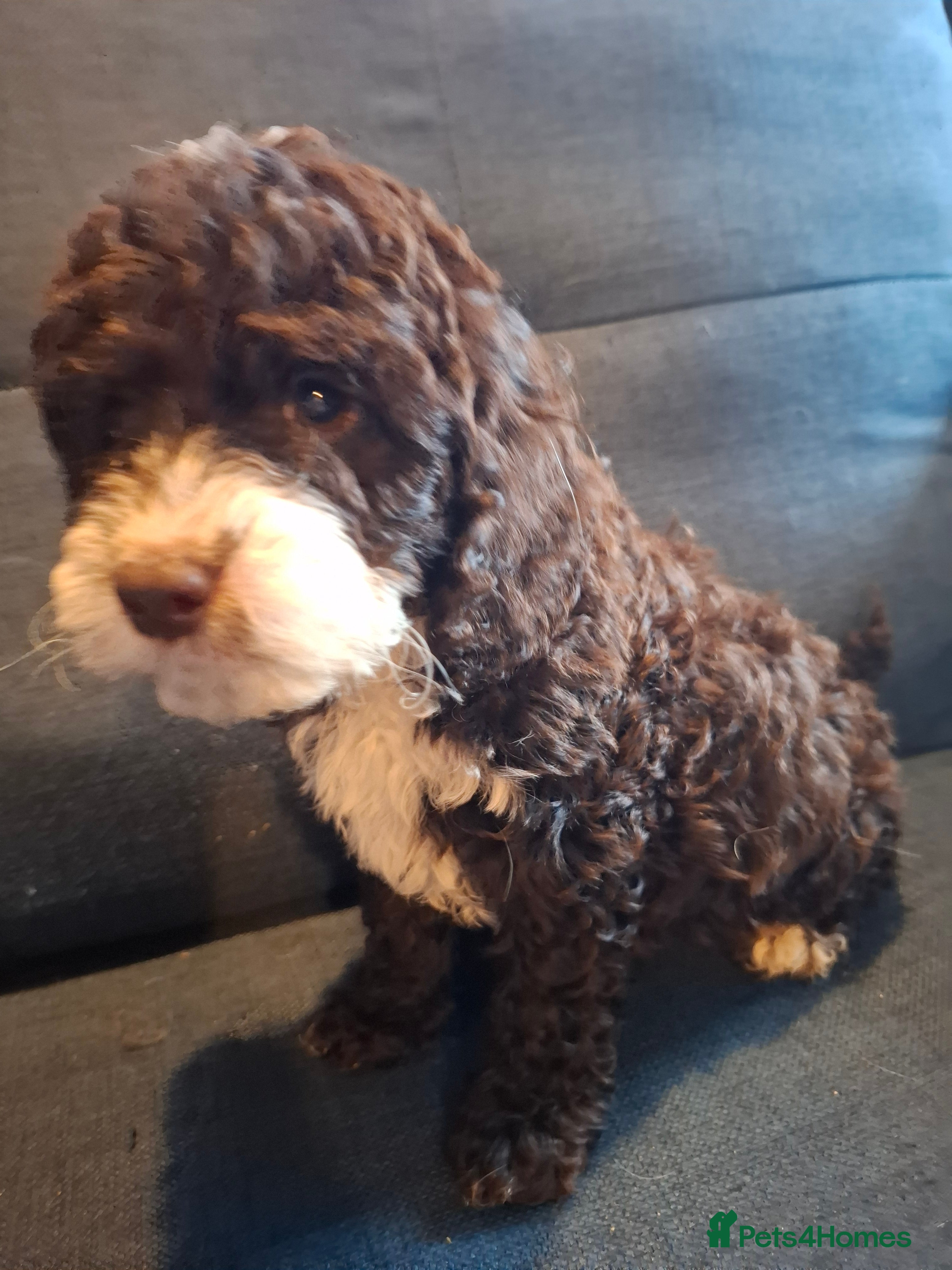 Cockapoo dogs F1b Health Tested Toy Cockapoo Puppies  - Advert 1