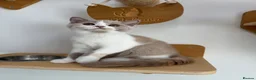 British Shorthair cats for sale: Beautiful GCCF Registered British Kittens - Advert 6