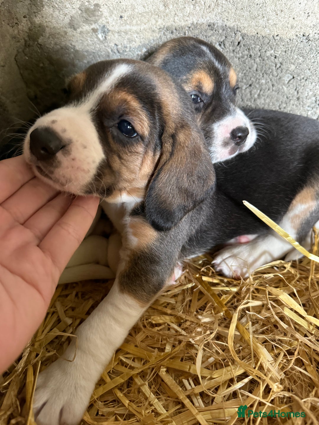 Beagle dogs for sale:  Beagle Pups - Parents DNA Tested - Image 9