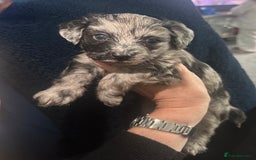 Maltipoo dogs for sale: Maltipoo ** merle ** size  - Image 11