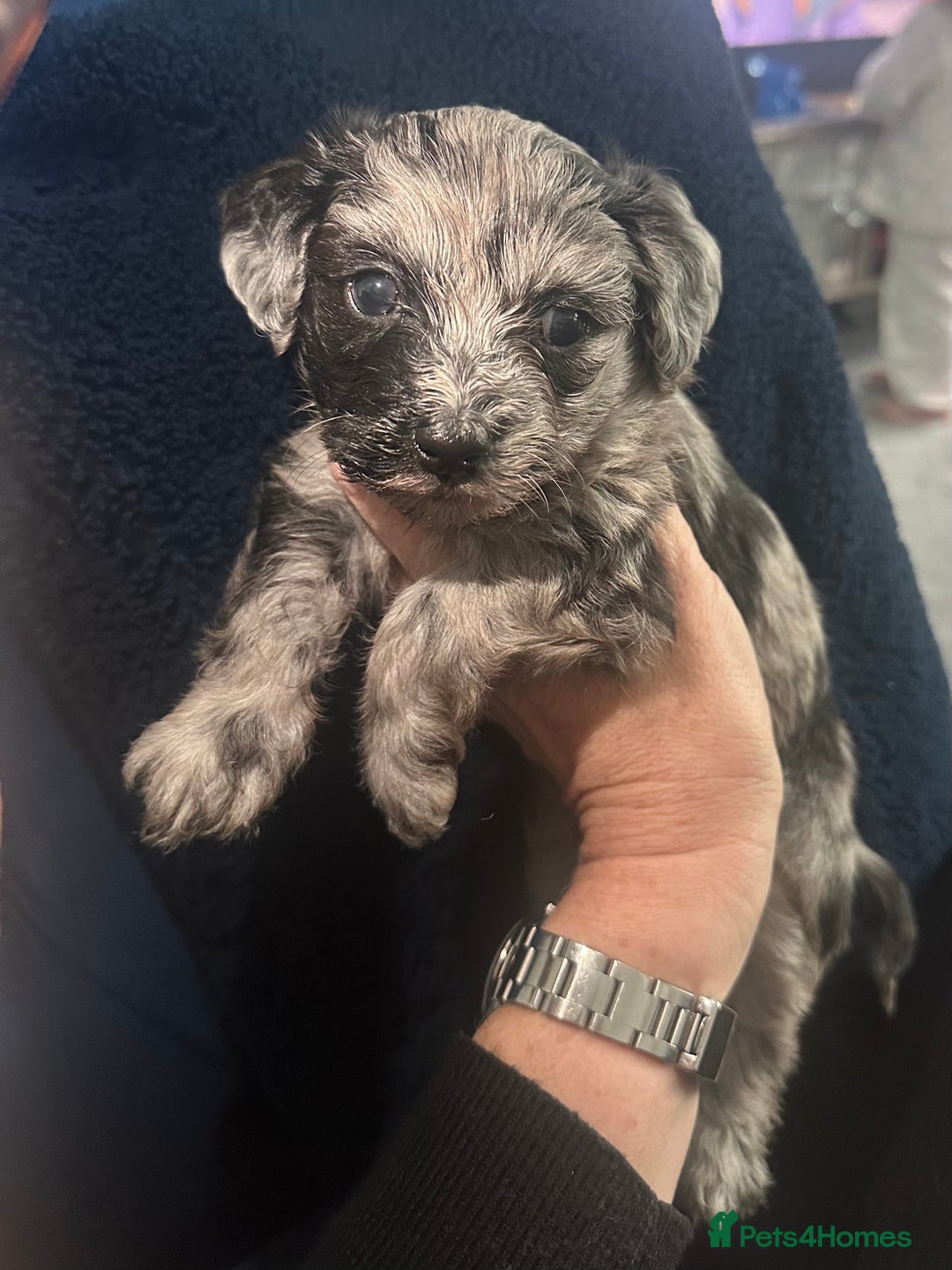 Maltipoo dogs for sale: Maltipoo ** merle ** size  - Image 11