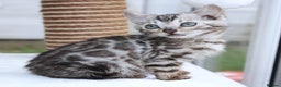 Bengal cats for sale: CUTE SILVER FEMALE BENGAL KITTEN (TICA)  - Advert 17