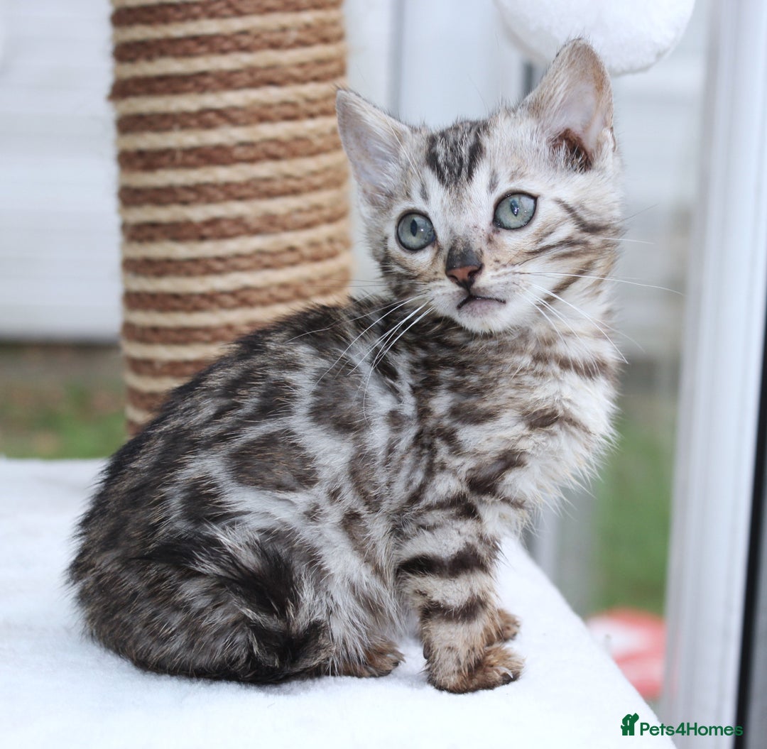 Bengal cats for sale: CUTE SILVER FEMALE BENGAL KITTEN (TICA)  - Advert 17