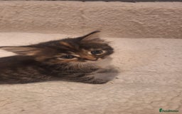 Norwegian Forest Cat cats for sale: Norwegian Forest kittens for sale - Image 2