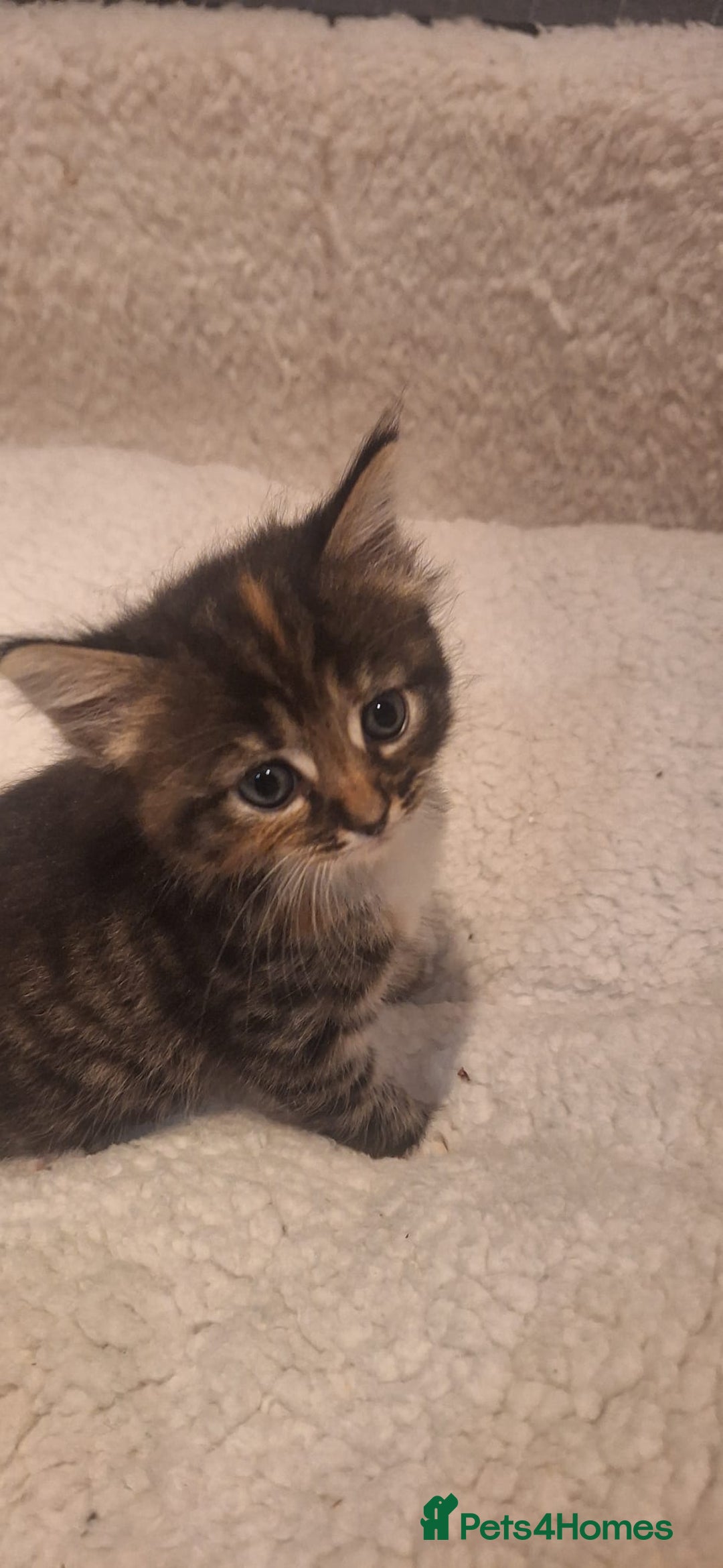 Norwegian Forest Cat cats for sale: Norwegian Forest kittens for sale - Image 2