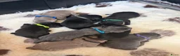 Labrador Retriever dogs for sale: 🐶 KC LABRADOR PUPPIES 🐶 - Advert 11