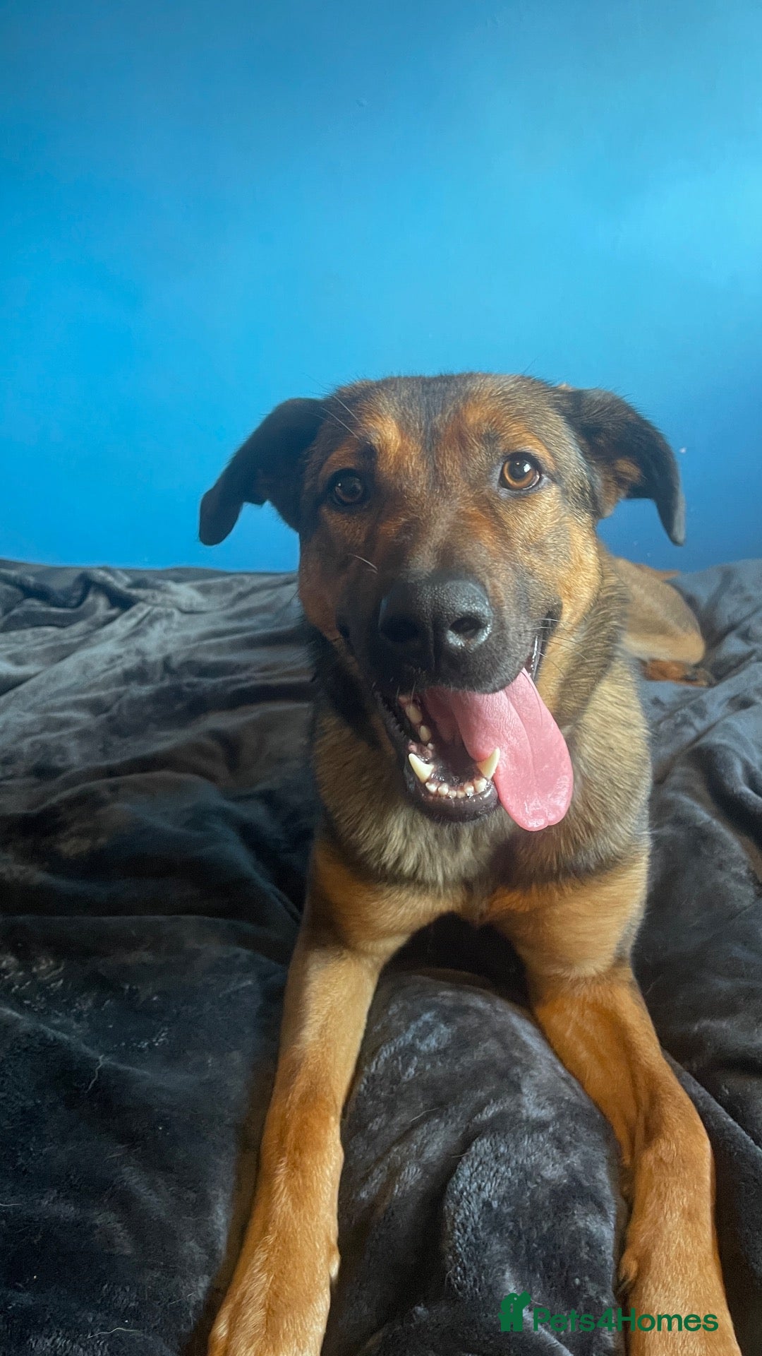 Mixed Breed dogs Gorgeous Belgian Malinois x for sale £600  - Advert 9