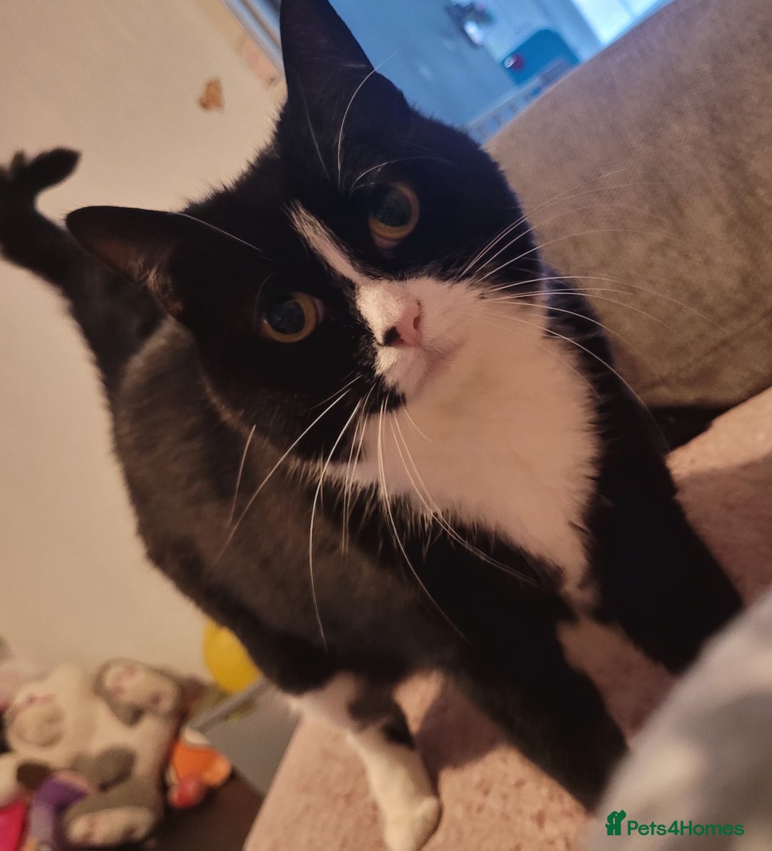 British Longhair cats for sale: FEMALE Cat 6yrs old (Minnie) - Image 4