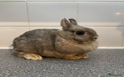 Mini Lop rabbits for sale: Neverland dwarf rabbits  - Image 1