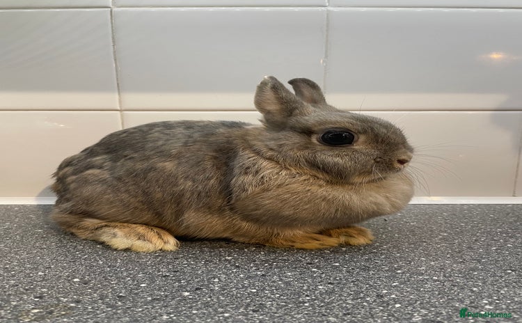 Mini Lop rabbits - Advert 4