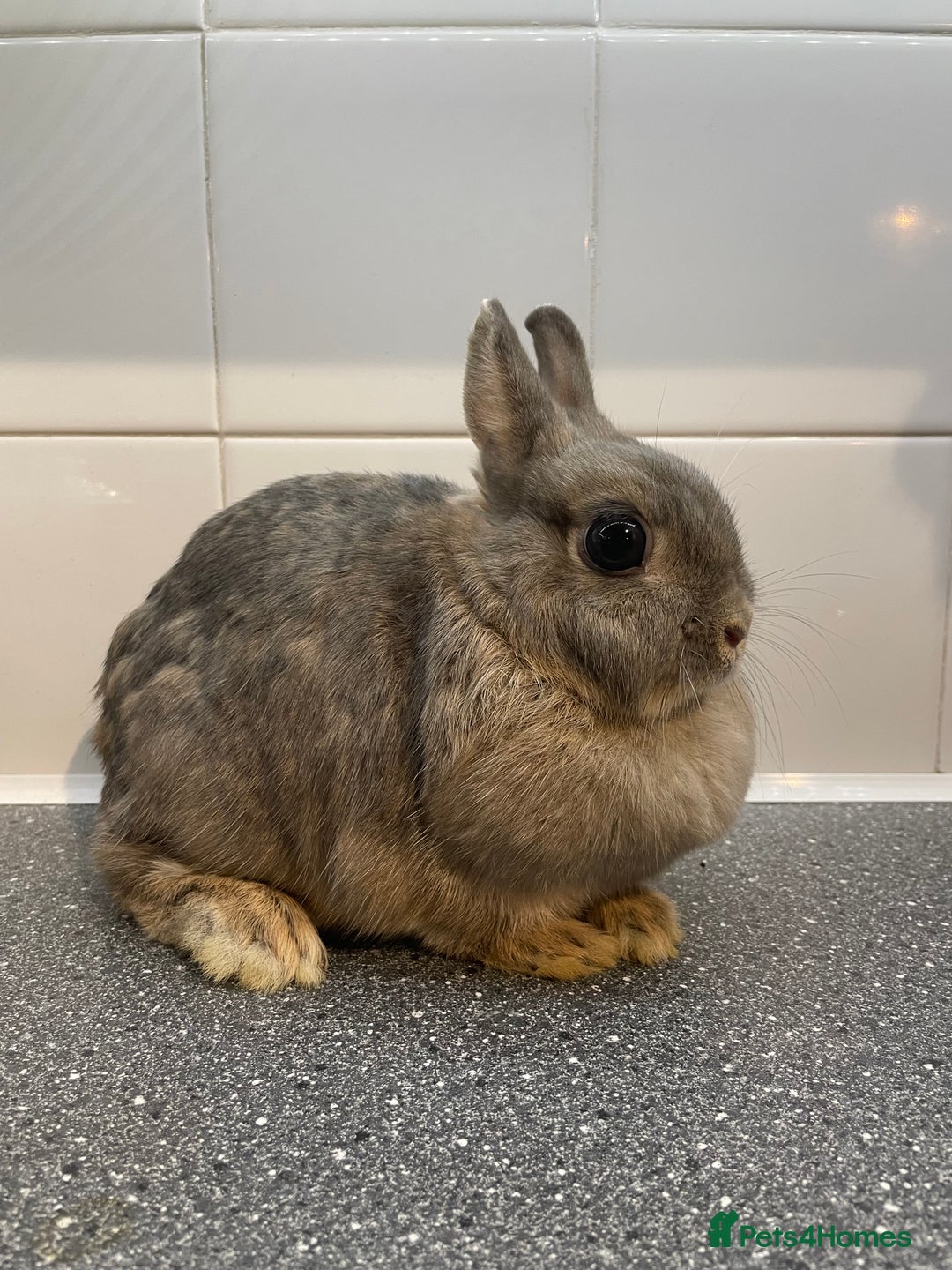 Mini Lop rabbits for sale: Neverland dwarf rabbits  - Image 1