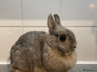 Mini Lop rabbits - Advert 10