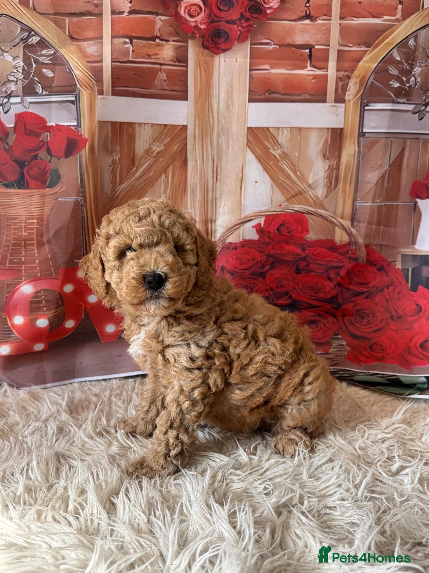 Toy Poodle dogs Beautiful Toy Poodles - Advert 2