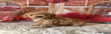 Toy Poodle 2