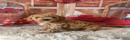 Toy Poodle dogs for sale: Beautiful Toy Poodles - Advert 2