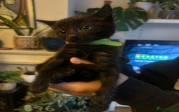 Mixed Breed cats for sale: 3 Beautiful Kittens Remaining  - Image 25