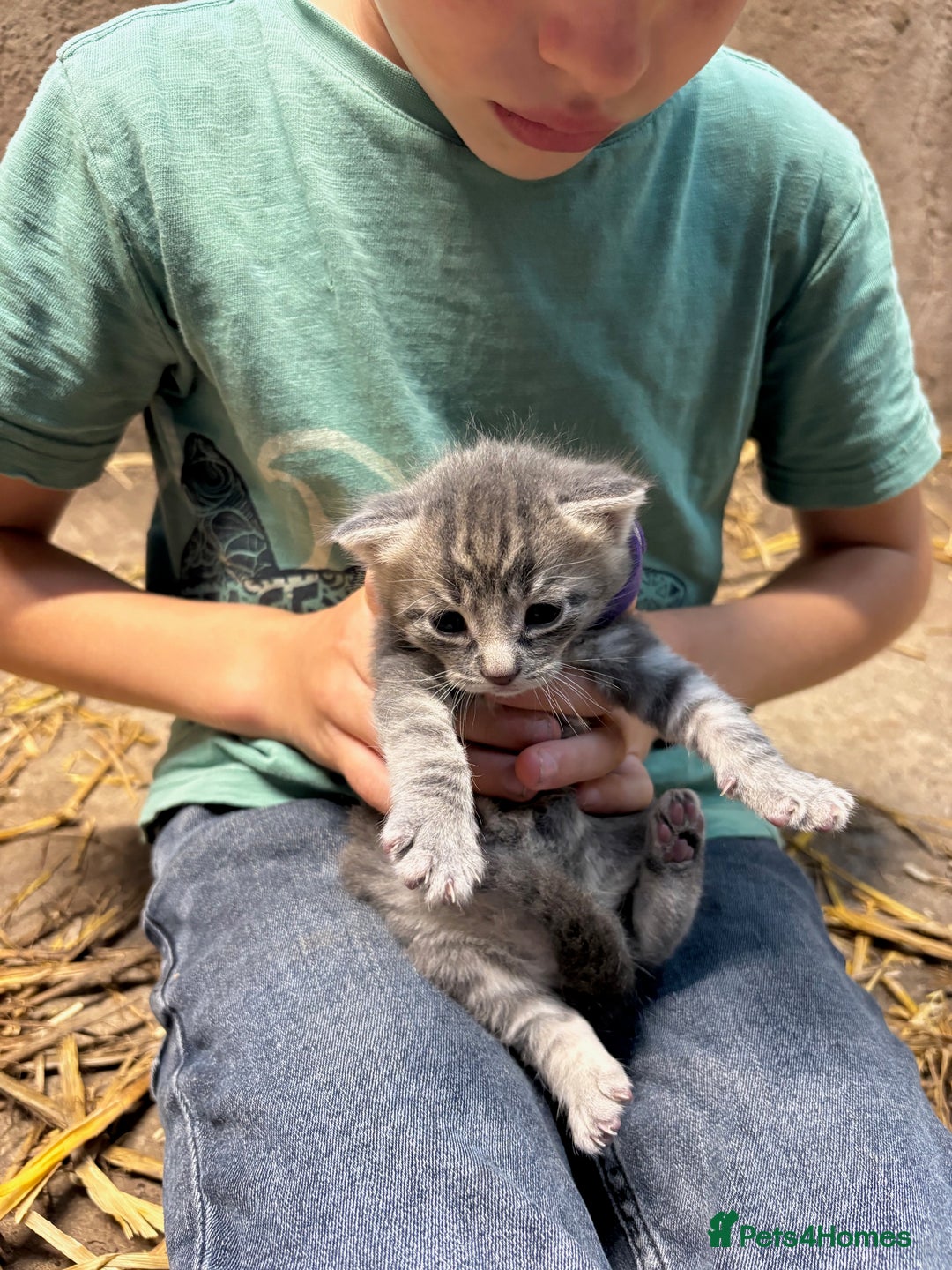 British Shorthair cats for sale: Beautiful litter of adorable kittens - Image 20