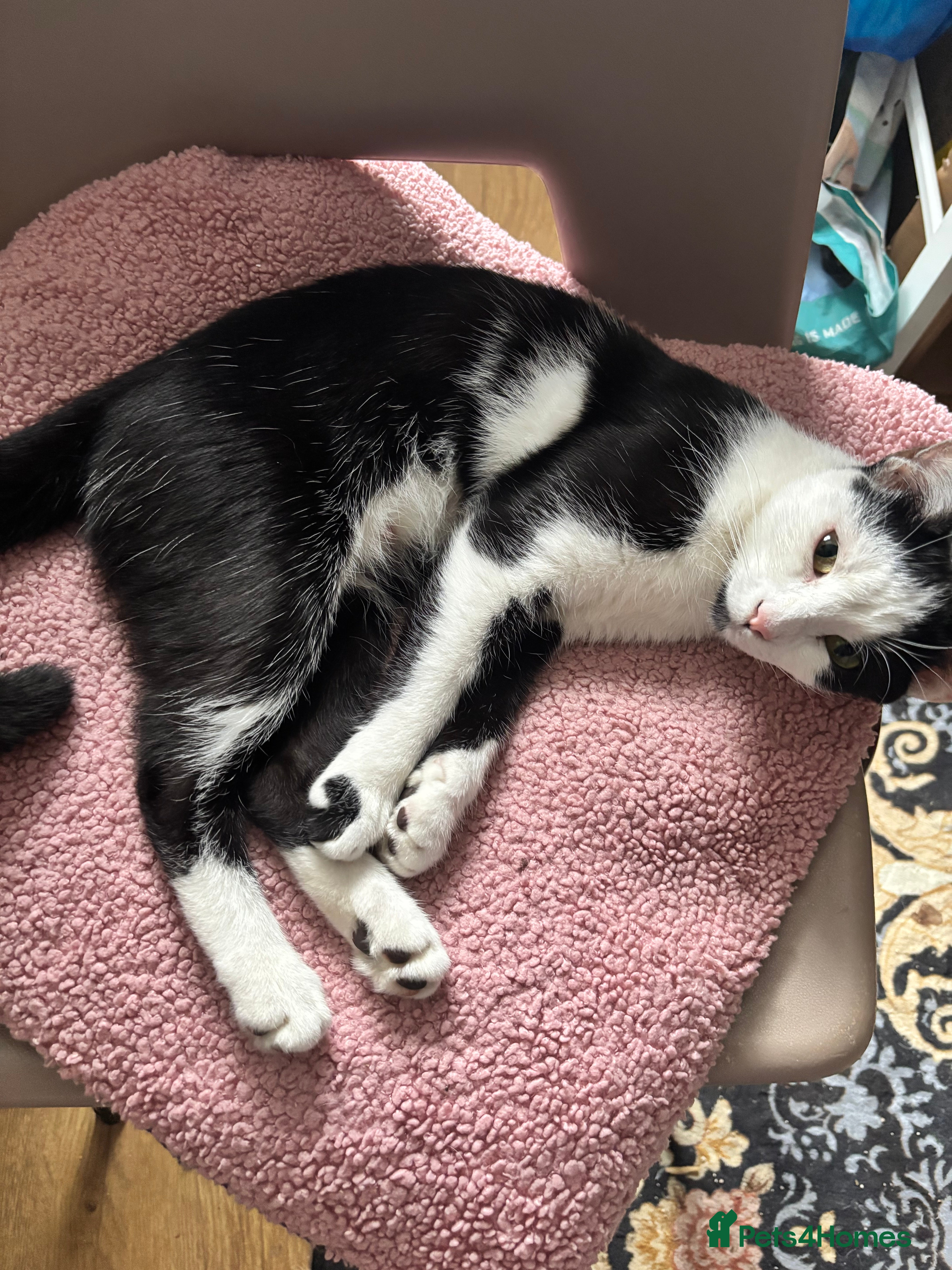 Brazilian Shorthair cats for sale: 2 precious little kittens in Enfield - Advert 2