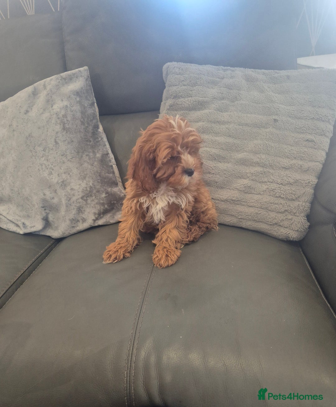 Cavapoo dogs for sale: Stunning Cavapoo Babies - ready this weekend - Image 27