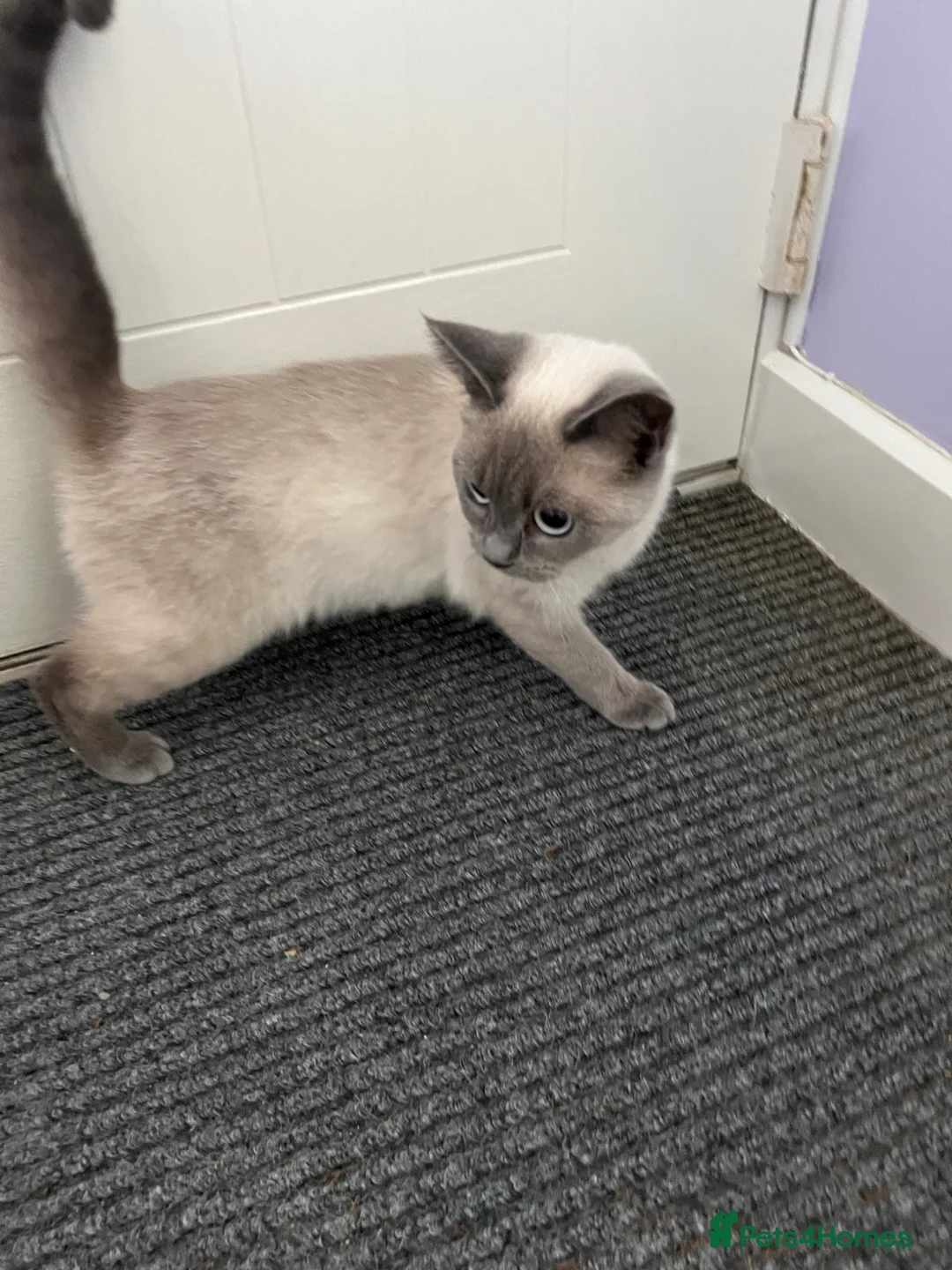 British Shorthair cats for sale: British shorthair blues  in Camborne - Advert 2