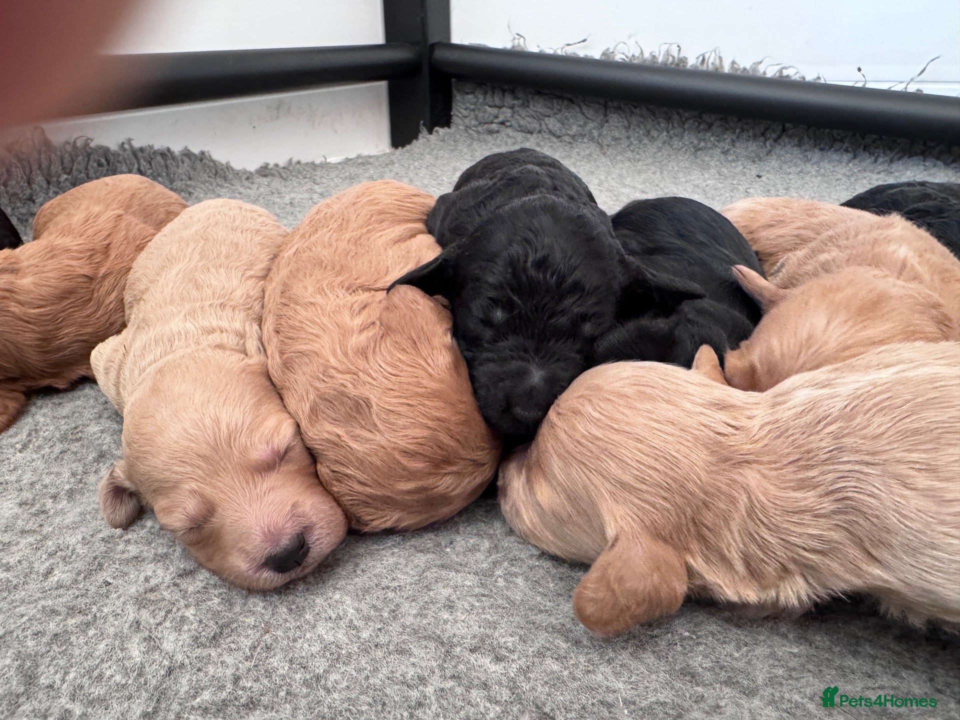 Mixed Breed dogs F1b medium Goldendoodle puppies - Advert 1