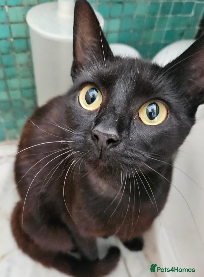 Mixed Breed cats Female Rescue Cat for Indoor Only Adoption - Advert 1