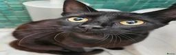 Mixed Breed cats for adoption: Female Rescue Cat for Indoor Only Adoption - Advert 1