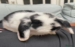 Mini Lop rabbits for sale: Male mini lop for sale - Image 4