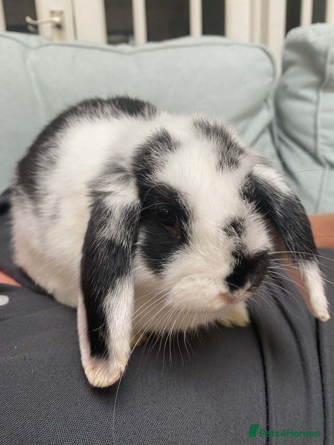 Mini Lop rabbits for sale: Male mini lop for sale - Image 4