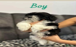 Shih Tzu dogs for sale: 🩷 Beautiful Shitzu Puppies 🩷 - Image 29
